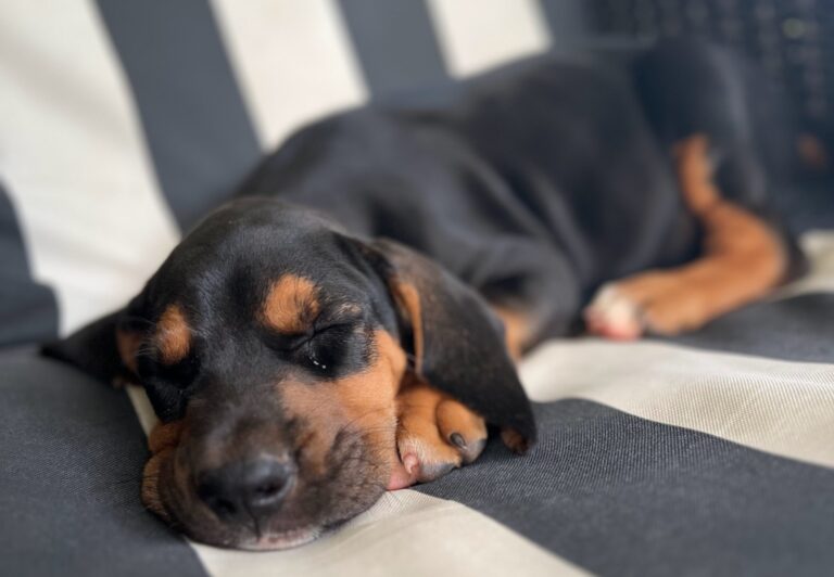 Cash Rules Everything Around Me: The tale of a new Puppy.